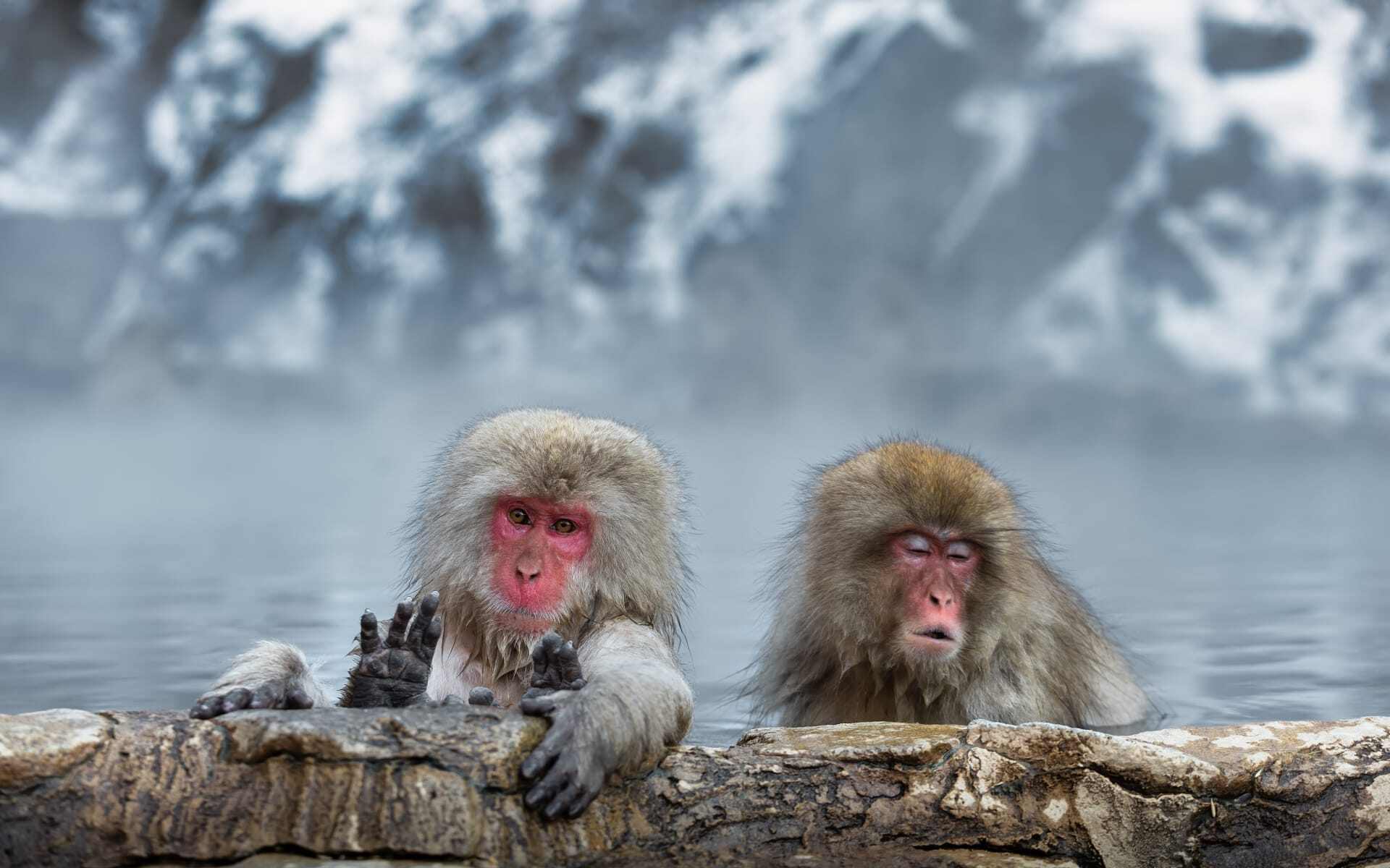 Witness the snow monkeys at Yudanaka Monkey Park