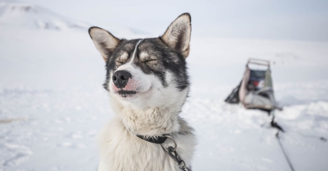 The Arctic is an untouched wilderness home to remote communities, striking wildlife, and unusual adrenaline-packed adventures