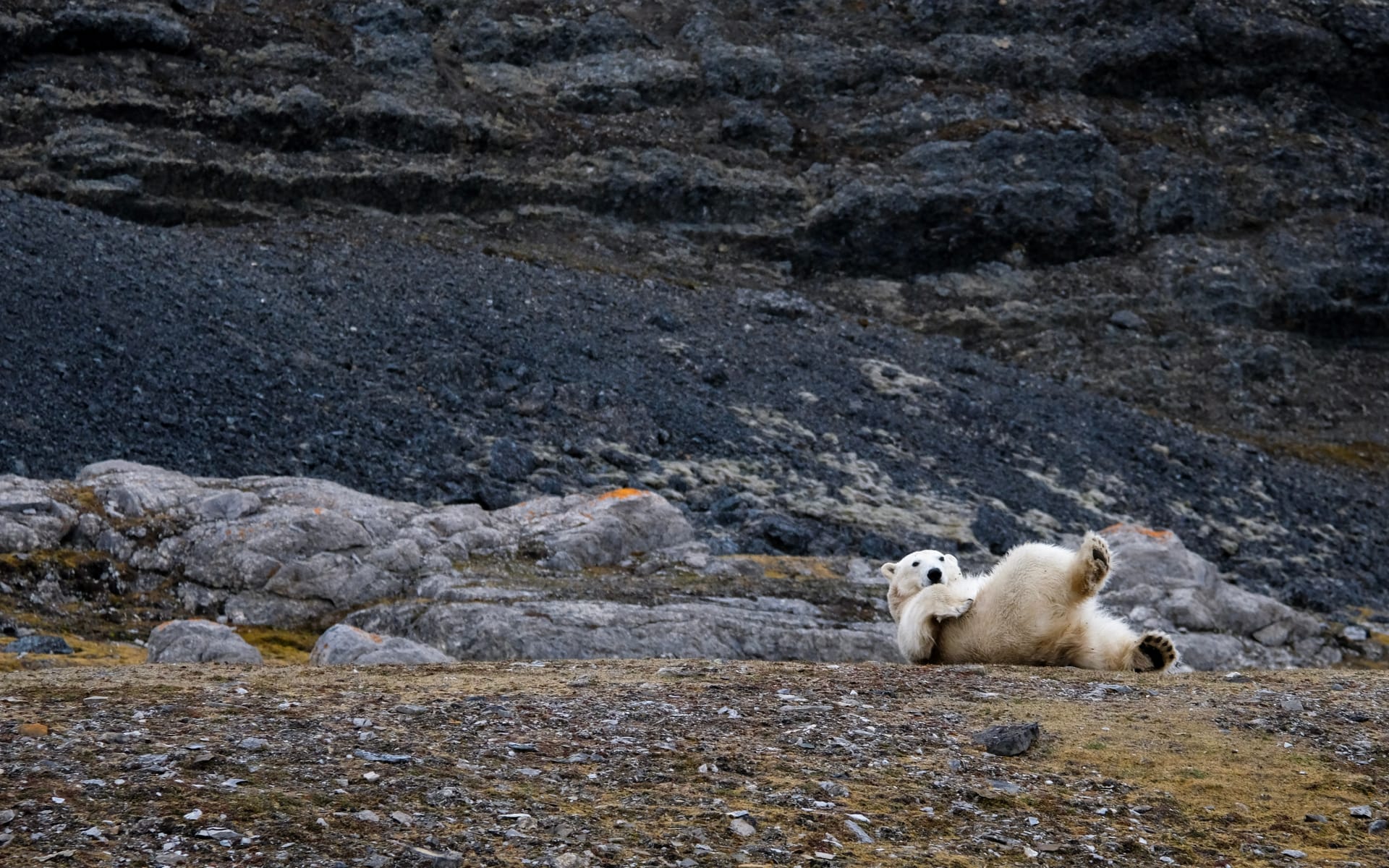 svalbard_polar_bear_mathieu_ramus_unsplash_vusndb