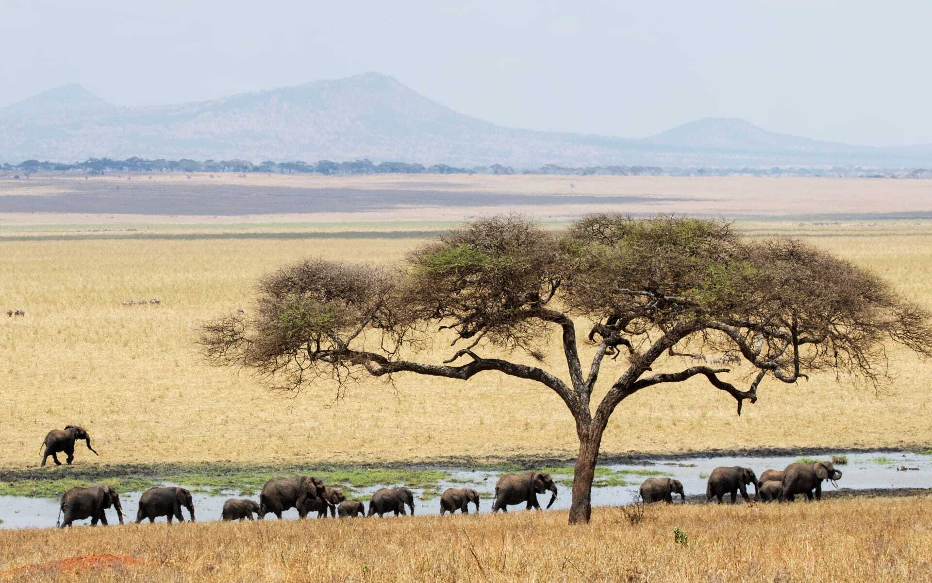 Elephants in Tarangire national park