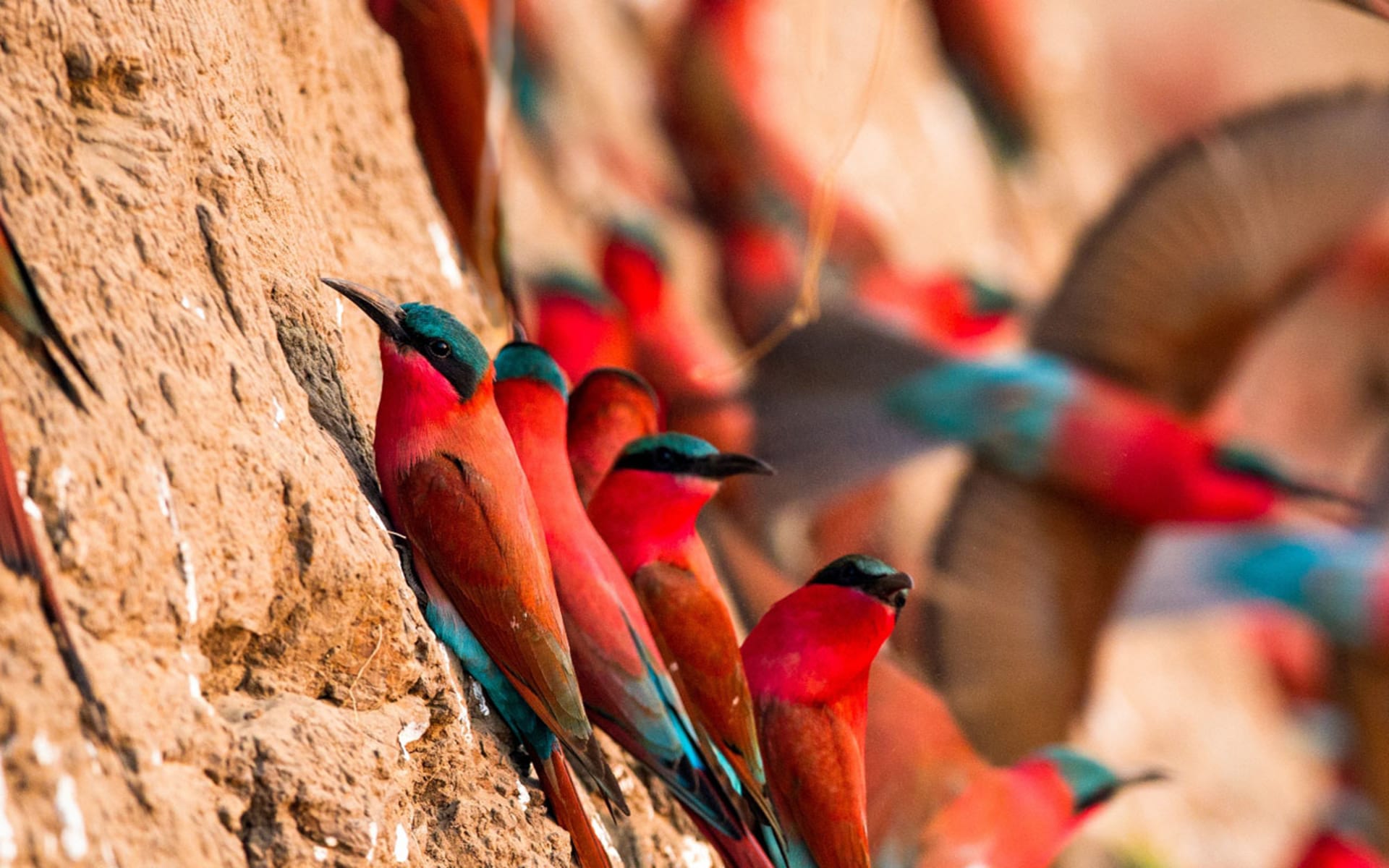 tena_tena_bee_eaters_v0cuqg