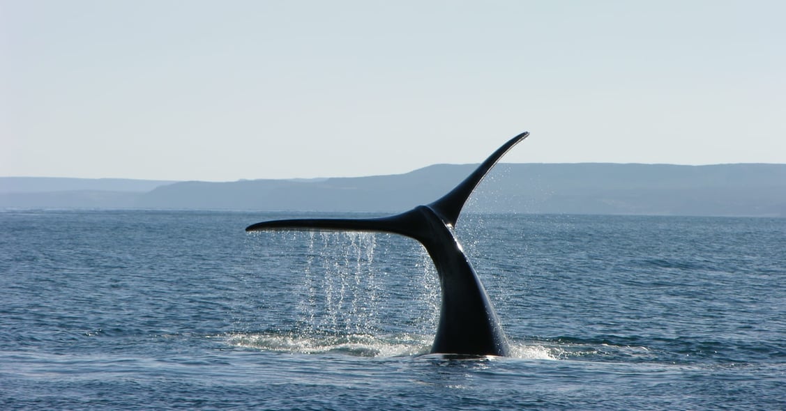 Whale argentina