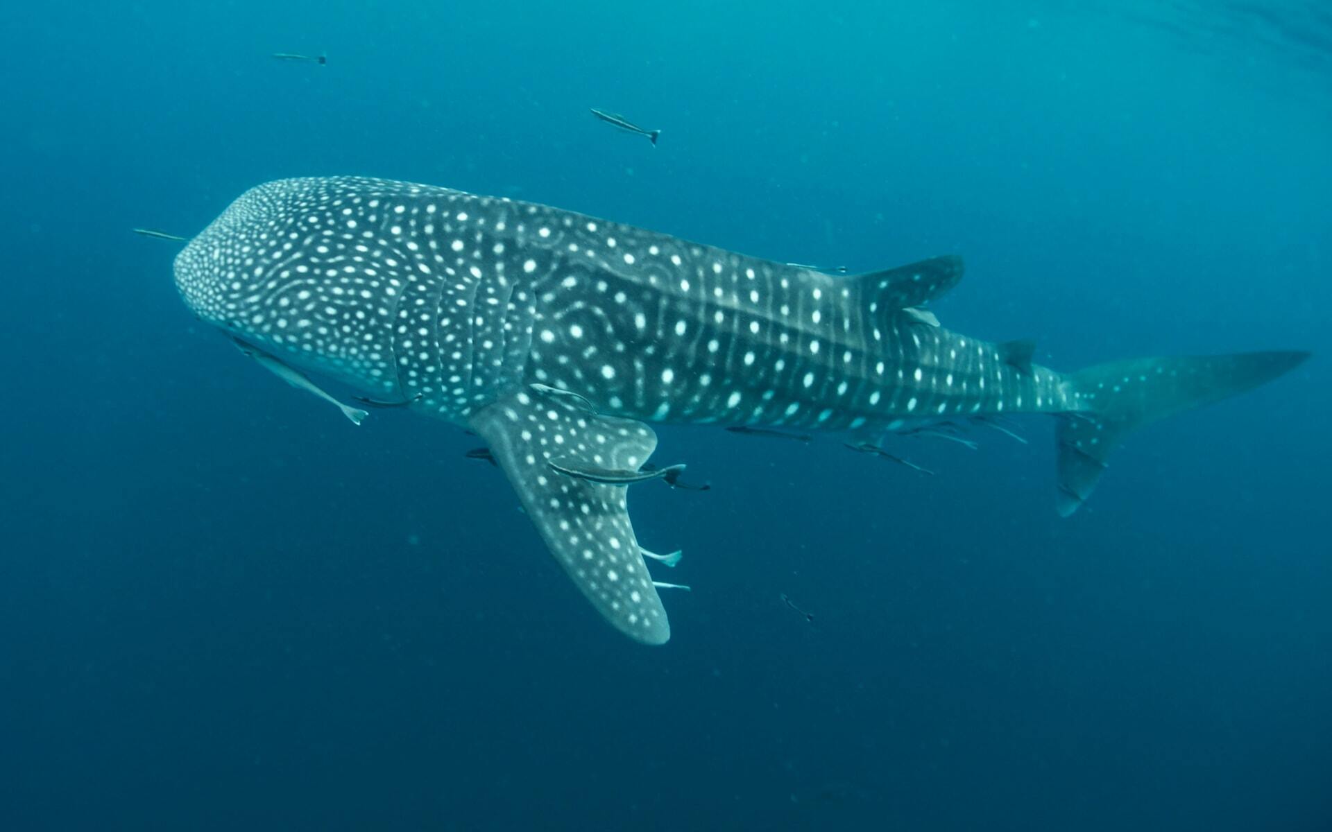 experience the whale sharks in indonesia