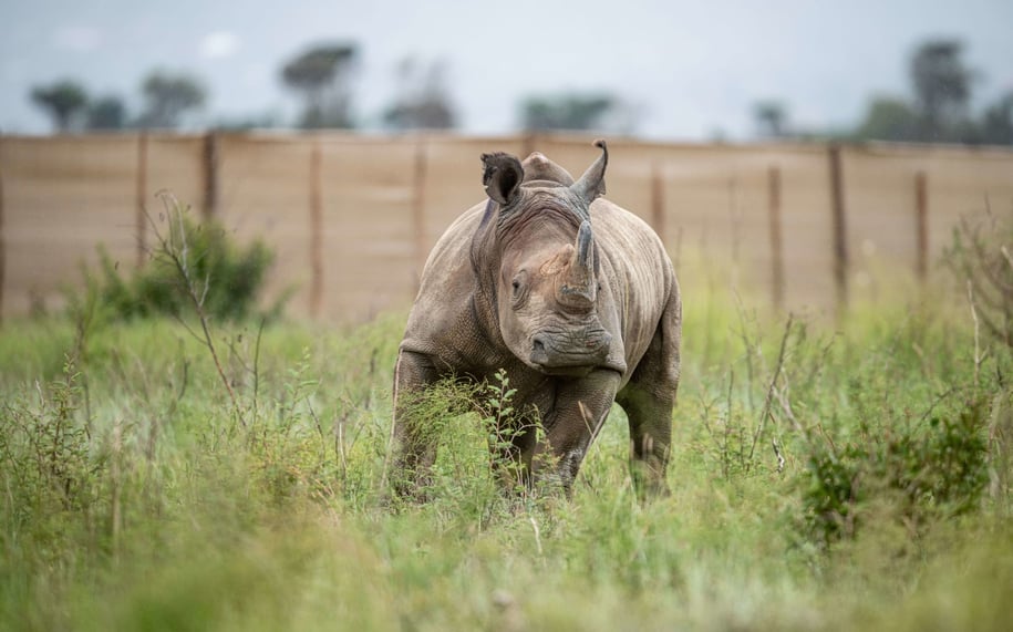 white-rhino-released-into-akagera-rwanda-gael-vande-weghe-african-parks_jpwi11