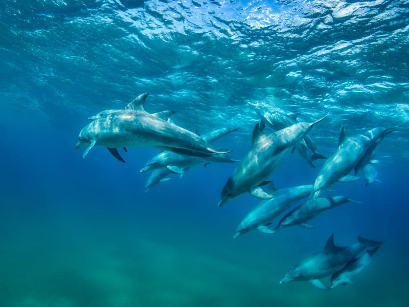 white_pearl_dolphins_nhtgez