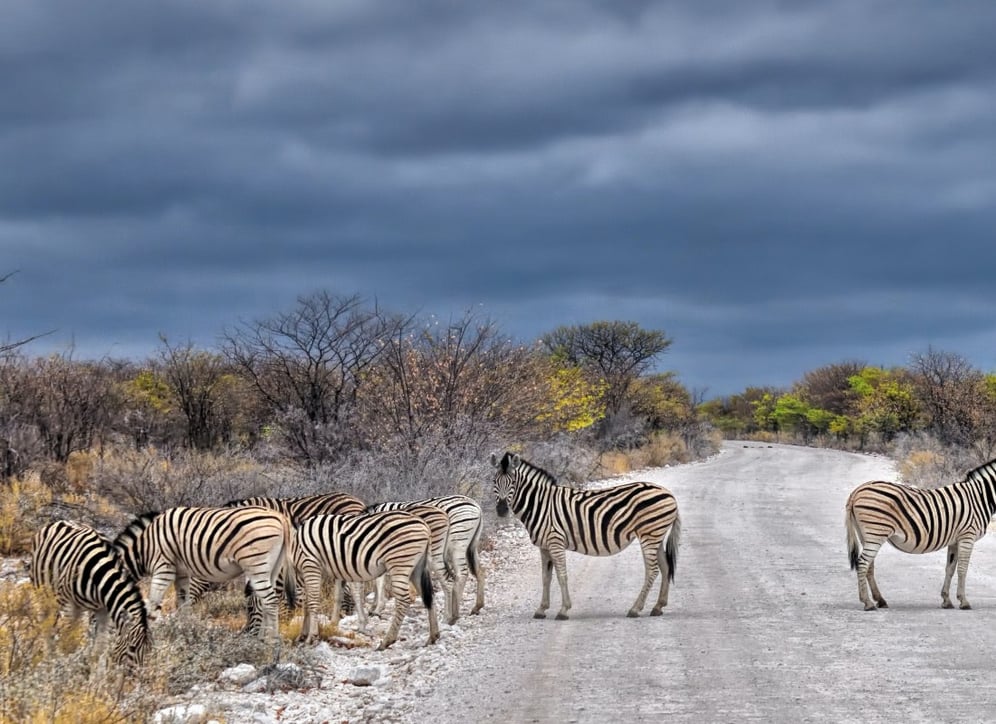 zebra_namibia_unsplash_akmslo