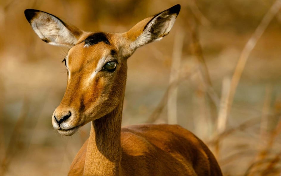 Wildlife in Zambi