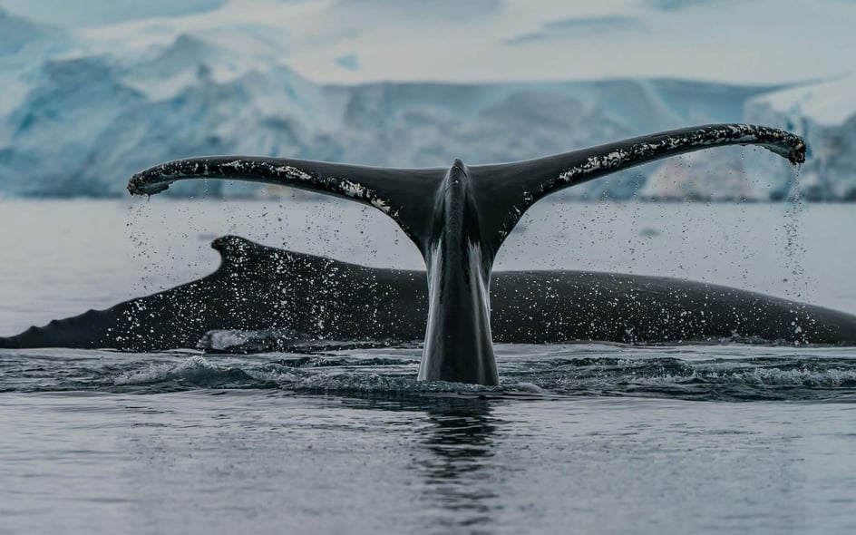 Dale and Pamela's Antarctica adventure