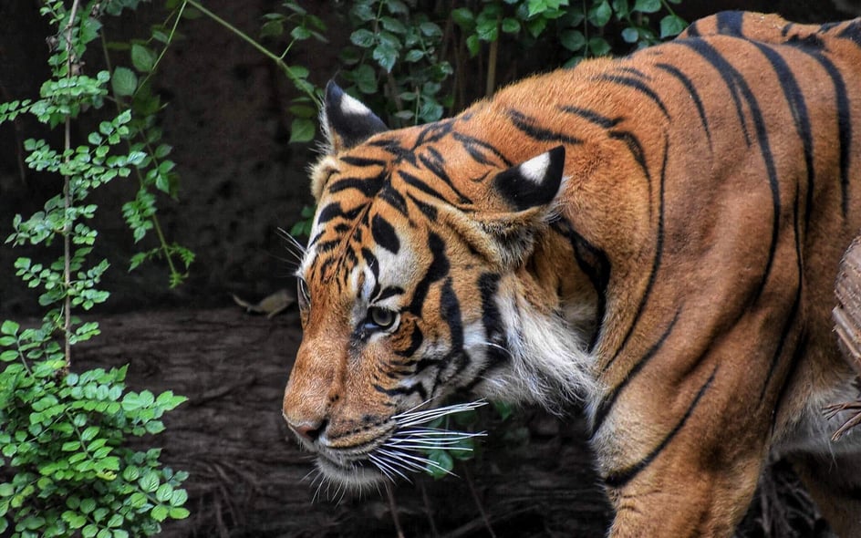 Tigers in india 