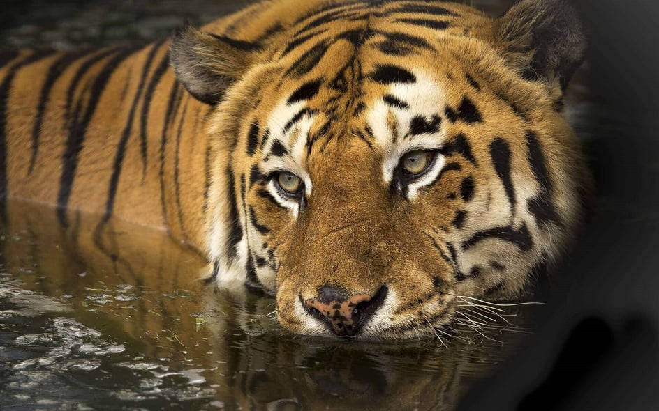 Where to see the animals featured in BBC’s Dynasties