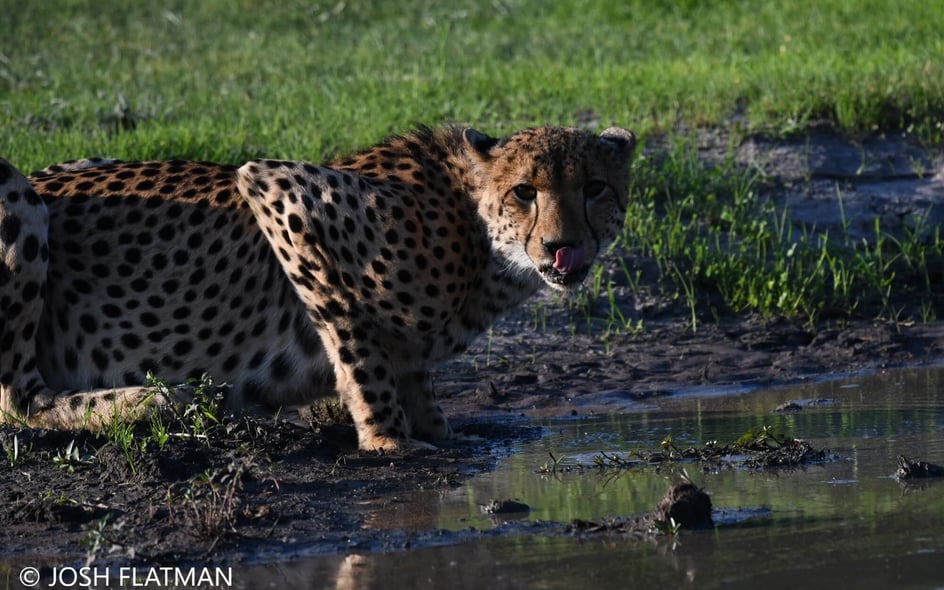 10 incredible encounters from Josh’s Botswana Safari
