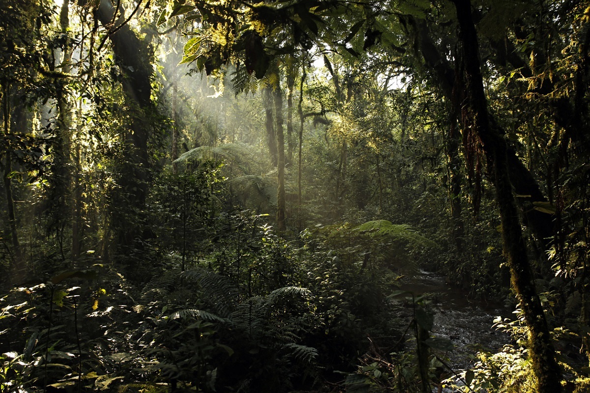 bwindi_impenetrable_forest_uganda