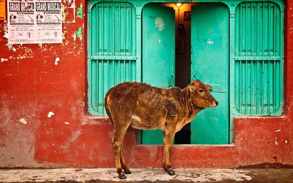India calf at the door
