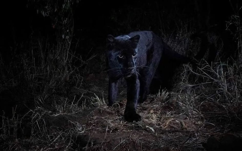 Where to see a Black Leopard in Kenya