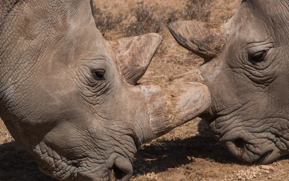 Northern White Rhinos