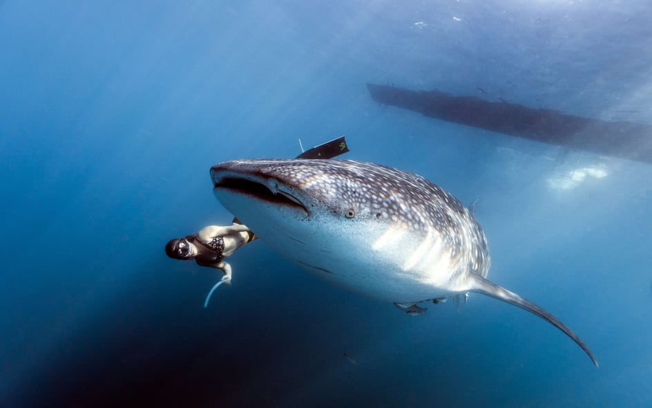 SWIMMING WITH WHALE SHARKS