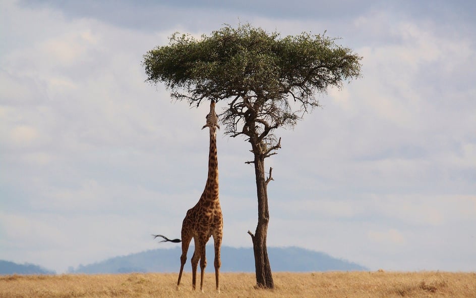 Giraffe in Kenya