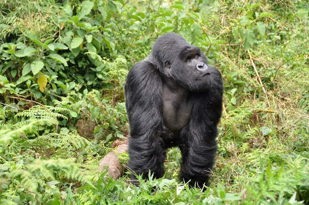 silverback_mountain_gorilla_rwanda_trekking