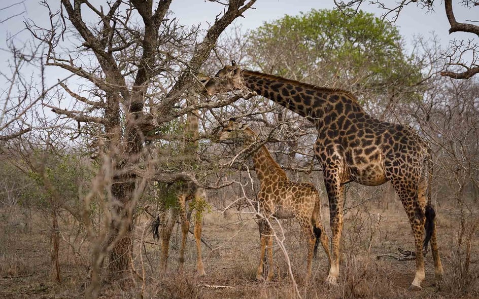A giraffe and its calf eat from a tree in Swaziland.