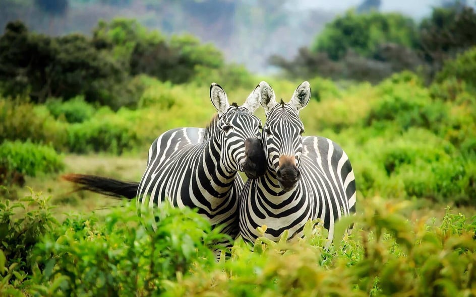 Two zebras cuddling together on a safari in Kenya