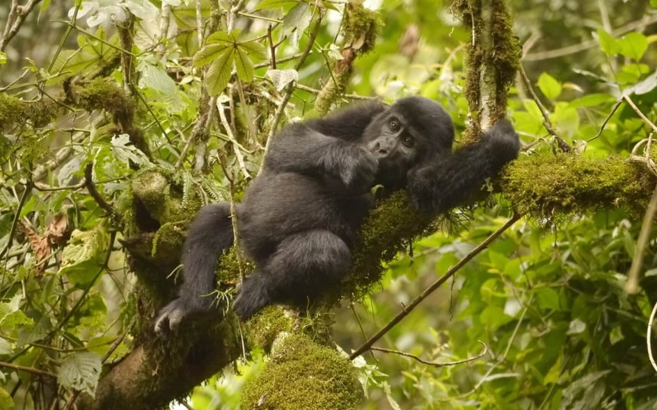 Gorillas in Uganda 