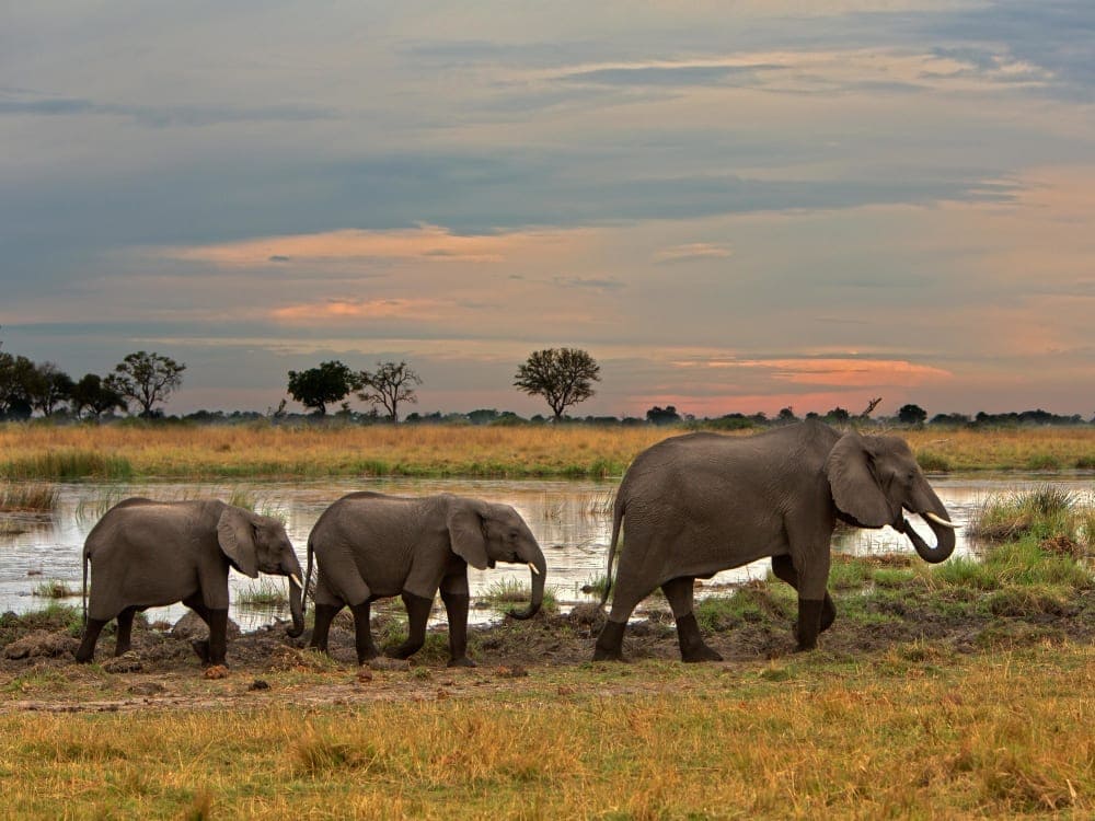 Three elephants wander by a lake as the sun sets over the savannah.