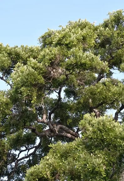 Leopard_in_tree_botswana_josh_photo (1)
