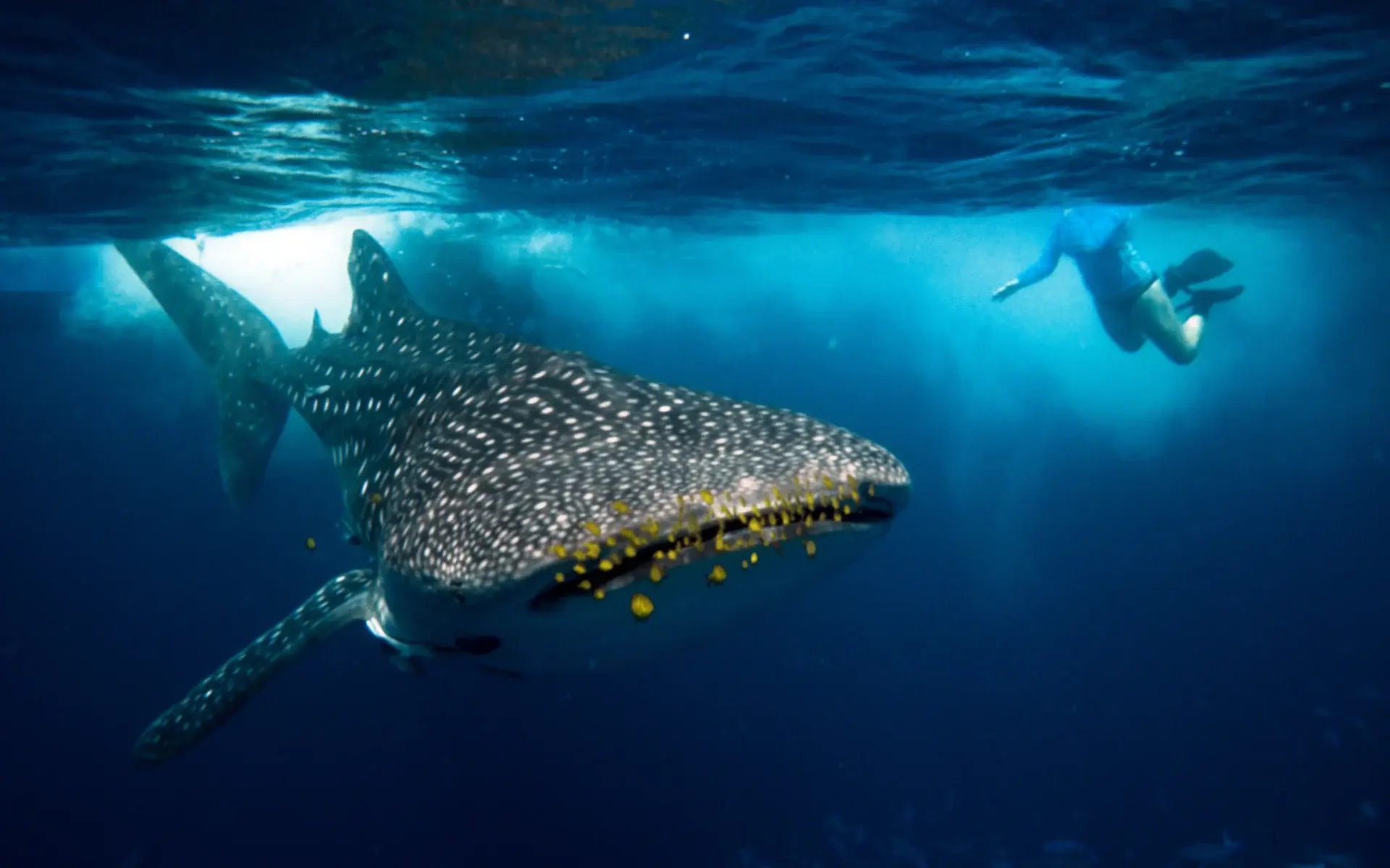 Mafia-Island_Tanzania_whale-shark_shutterstock_759448516_alc9mm