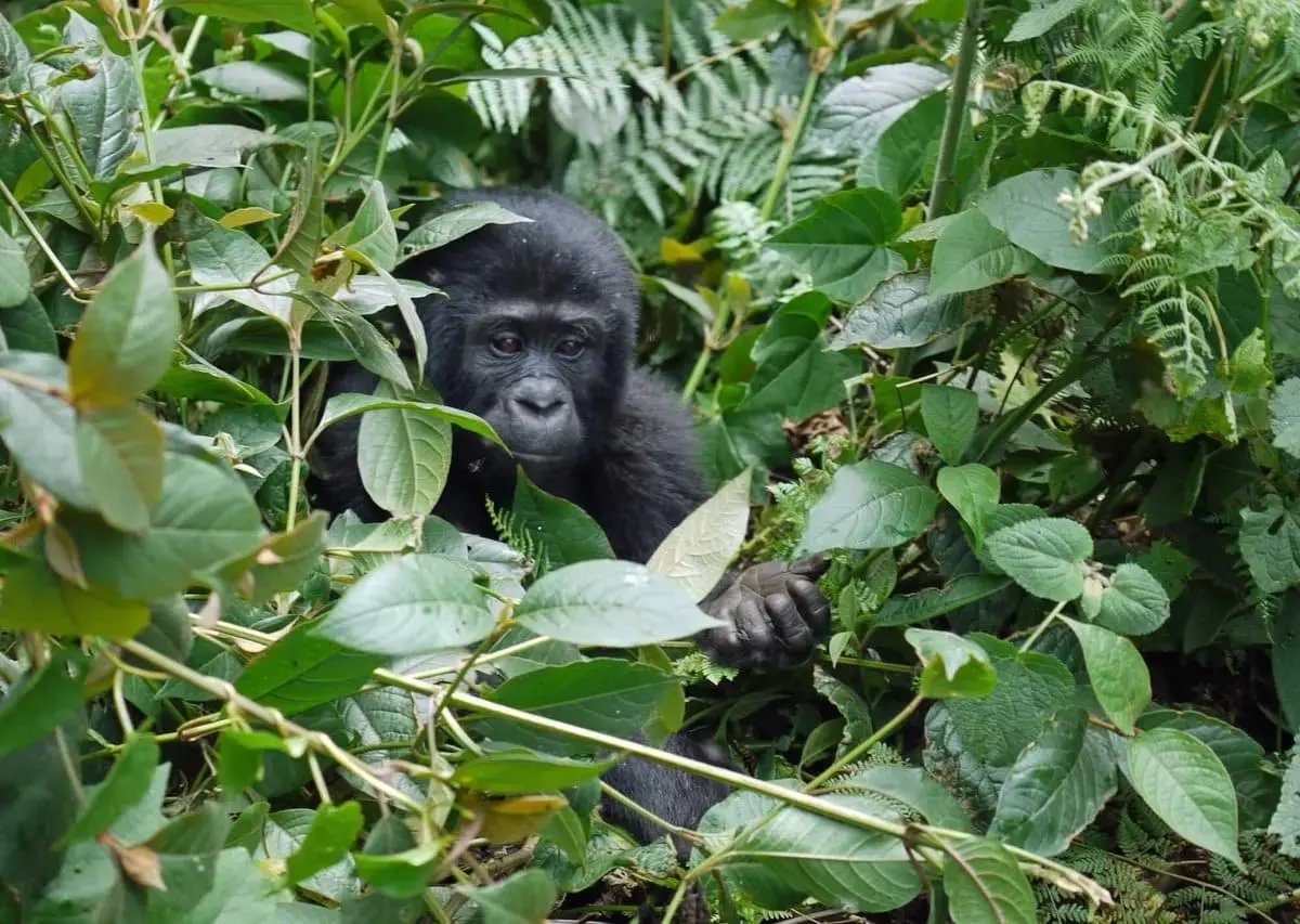 Mountain_Gorilla_Baby2-2-1