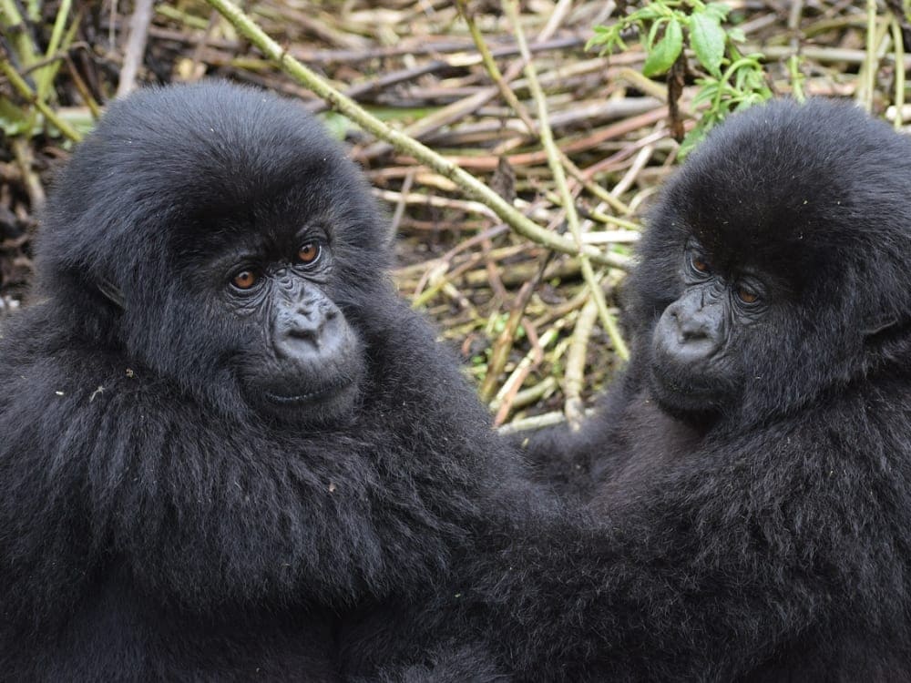 Two Mountain gorillas play in the forests of Rwanda.