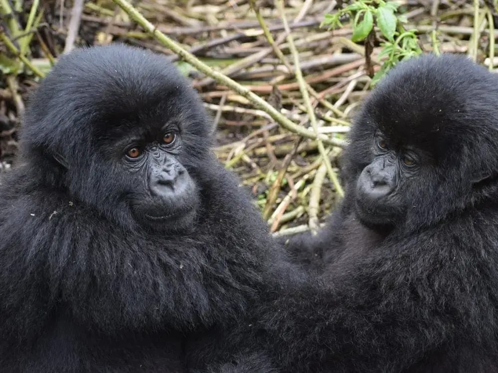 Mountain_Gorilla_Pixabay_CCMarkjordahl_xakpcm-4