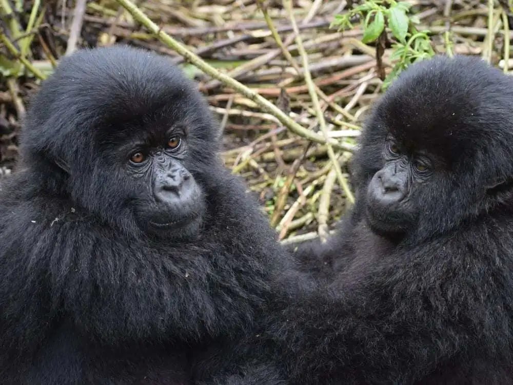 Mountain_Gorilla_Pixabay_CCMarkjordahl_xakpcm-Oct-27-2023-07-35-08-6671-AM