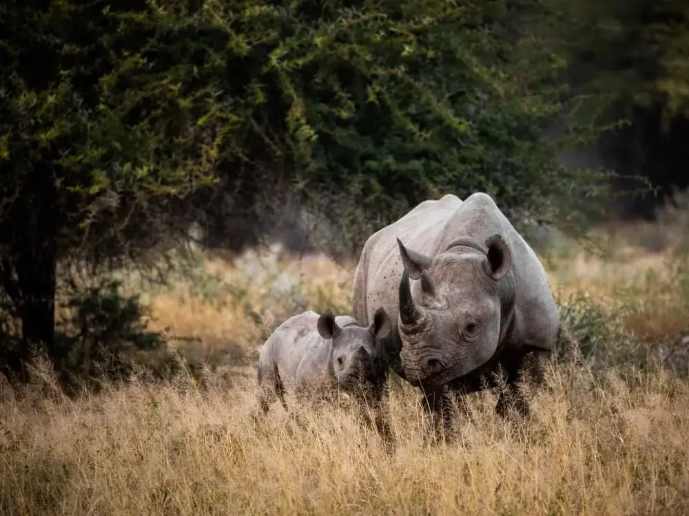 Rhino_Free_Stock_Image_Unsplash_21021_CCAndrew_Liu-EunFGVJLPmQ_nxl482-Oct-17-2023-08-05-23-2313-AM