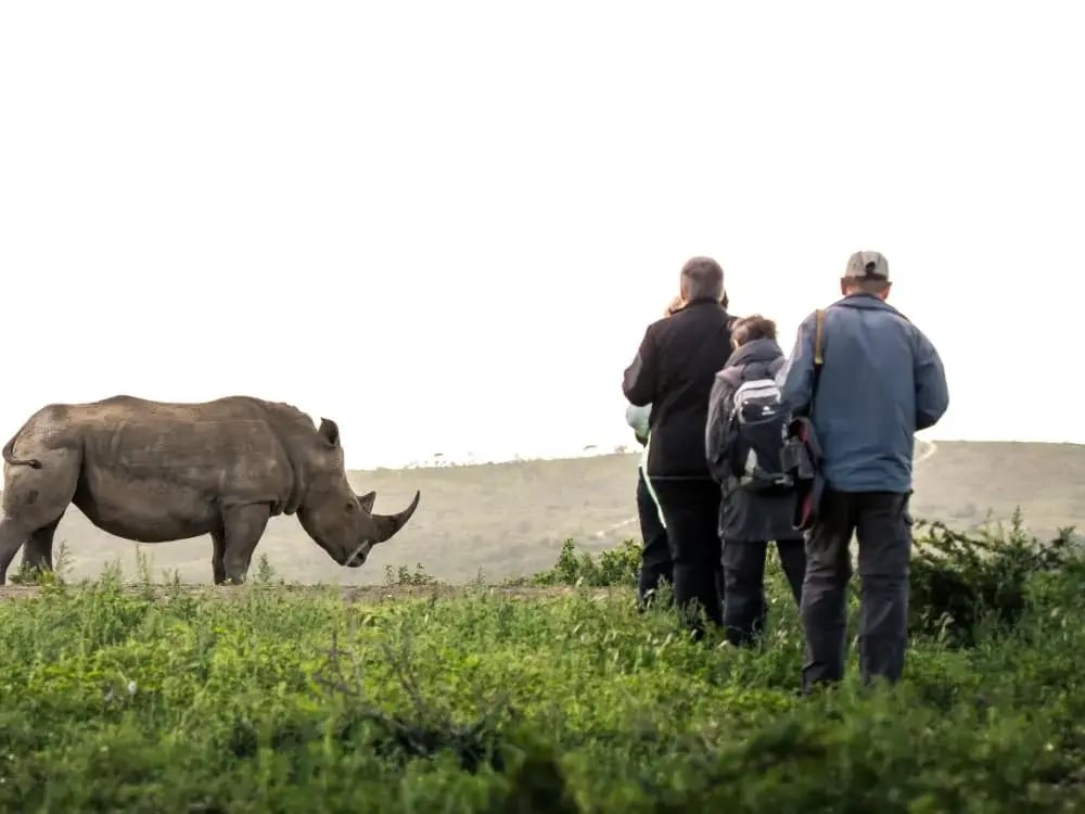 Rhino_Ridge_Safari_Lodge_Guided_Game_Walk_fvoyni