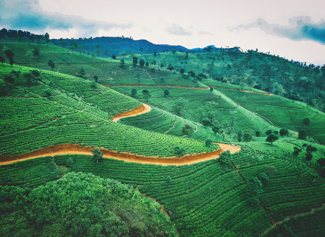 A tree plantation covers the whole valley.