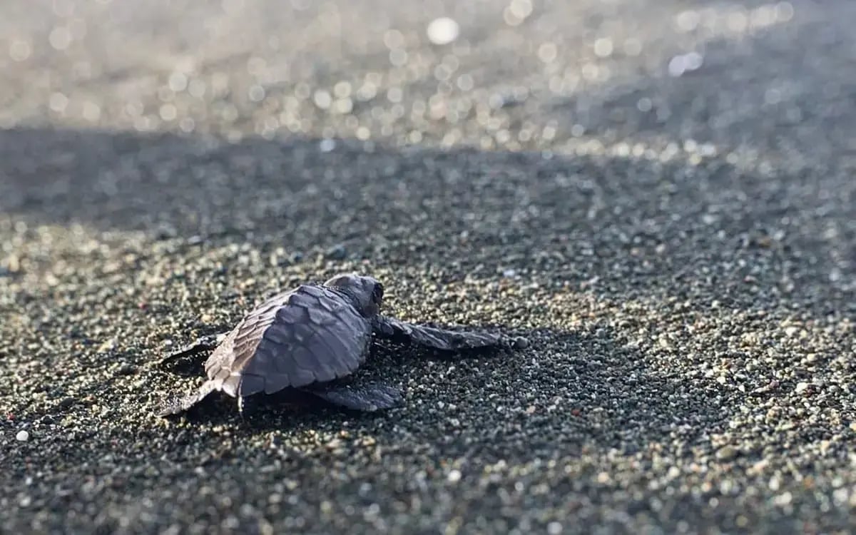 Turtle_costa_rica_unsplashed_free_stock_photo_charlotte_rush_2020-1-2