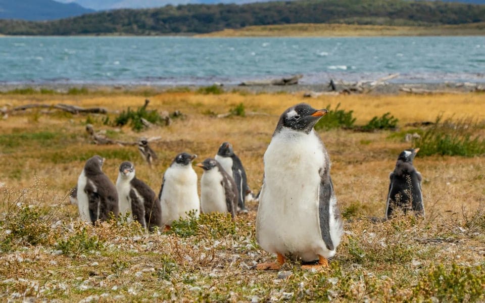 Ushuaia_Tierra_del_Fuego_Argentina_Unsplash_CCAgus_Buscaglia_iy98xm