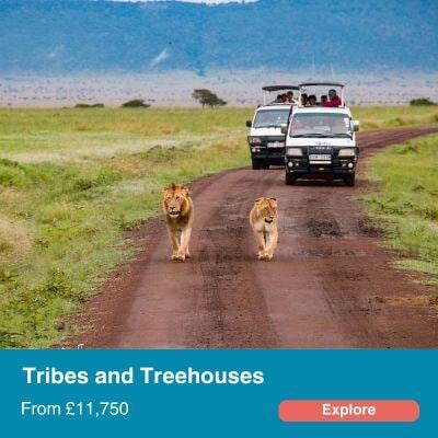 Tribes and treehouses.