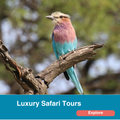 Luxury Safari Tours