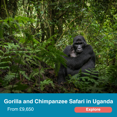 Gorilla and Chimpanzee Safari in Uganda