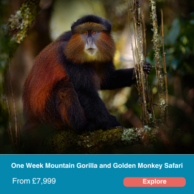 One Week Mountain Gorilla and Golden Monkey Safari