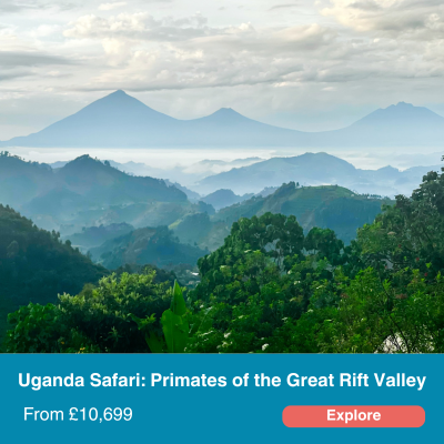 Uganda Safari: Primates of the Great Rift Valley