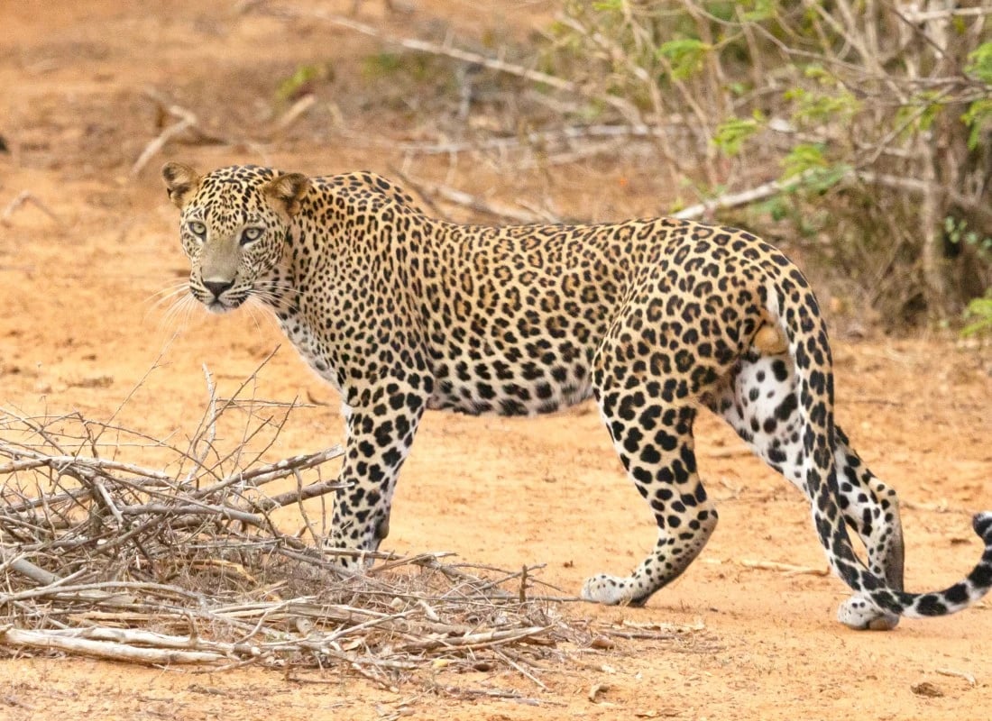 Yala_National_Park_Sri_Lanka_Unsplash_cc_Geoff_Brooks_w01mld-WebsiteMedium