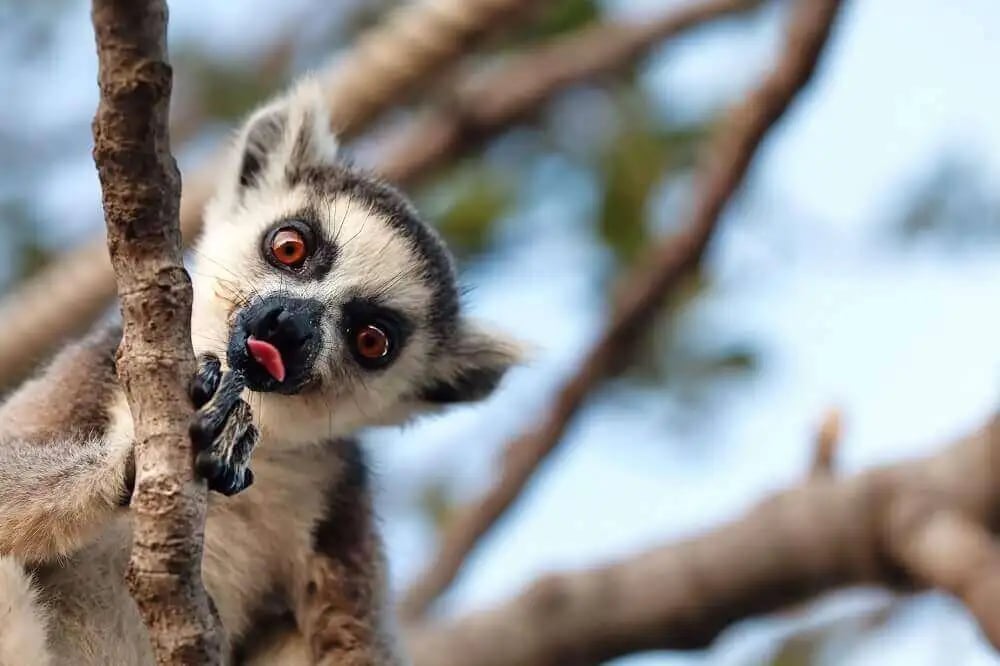 a-lemur-sticking-its-tongue-out-madagascar