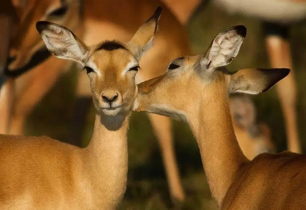 affectionate_impalas_luangwa_national_park_zambia-1