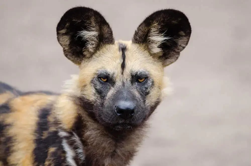 african-wild-dog-painted-wolf-dynasties-bbc-attenborough