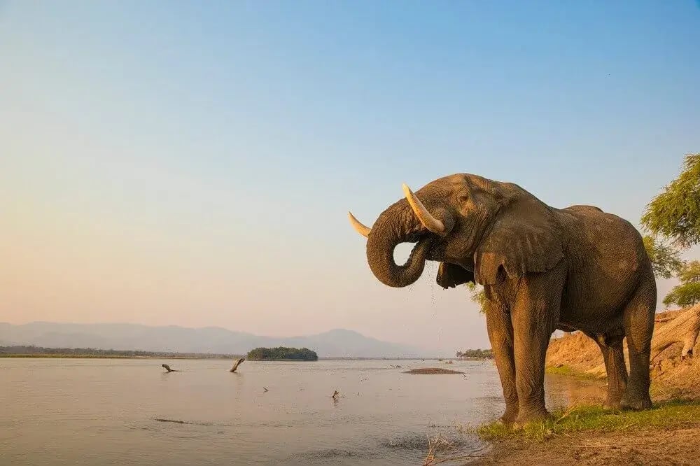 african_elephant_bull_drinking_on_the_zambezi_river_zambia
