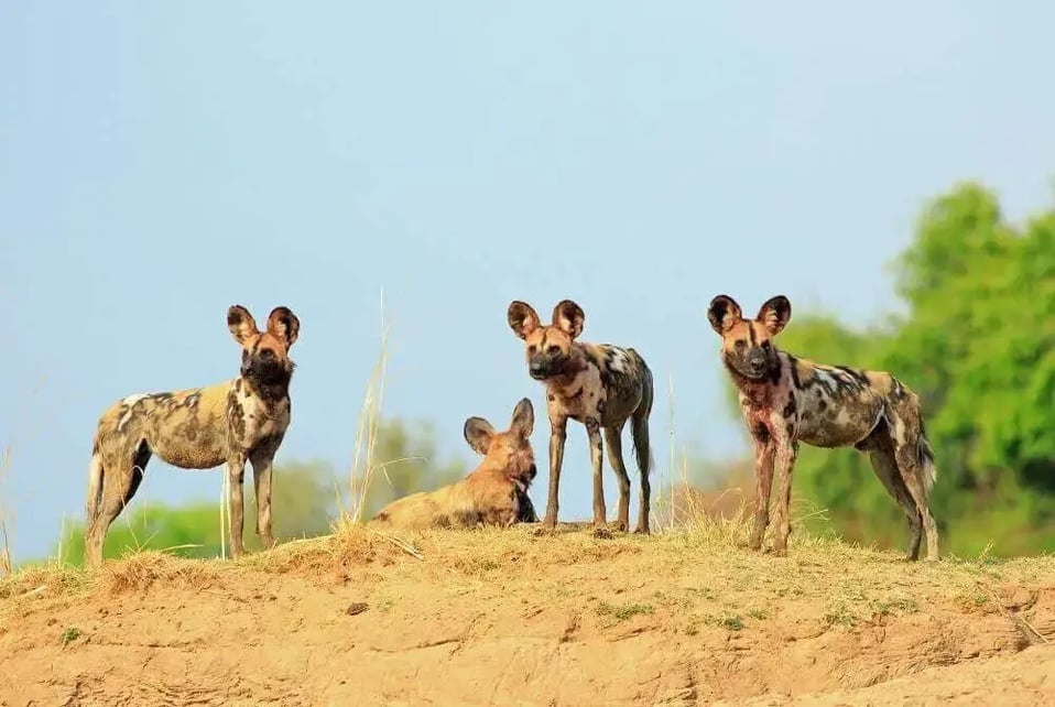 african_wild_dogs_painted_wolves_on_safari_in_zambia