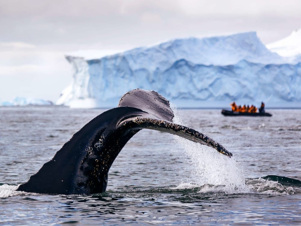 antarctica_ocean_adventurer_davidmerron-128-3_rot_ret_geboyb-3-1