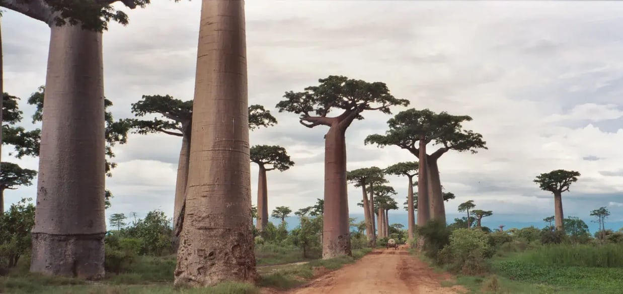 avenue_of_baobabs_madagascar_movie